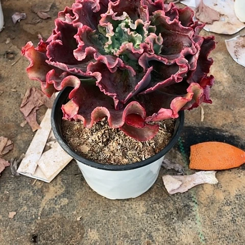 琳*多肉植物爱丽丝 1棵