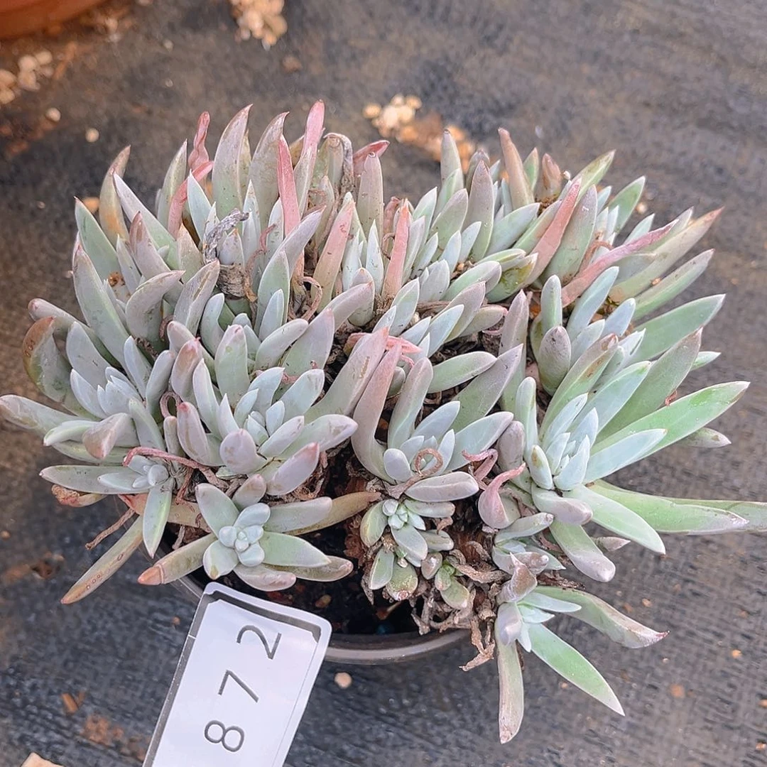 白菊杂交老桩特级不售后1872