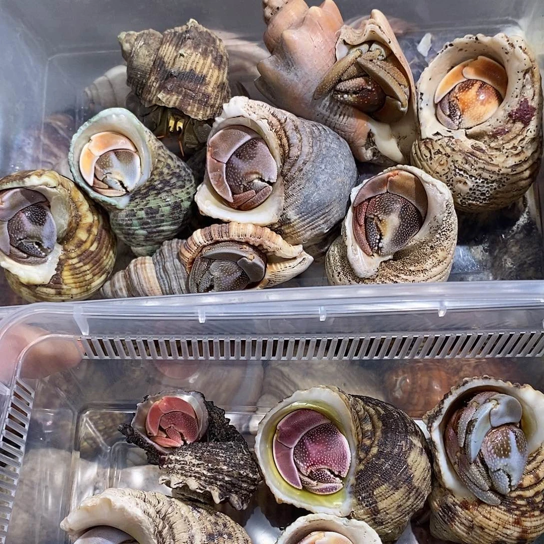 豆**圆灰白虎纹奥瓜aaaaaaa