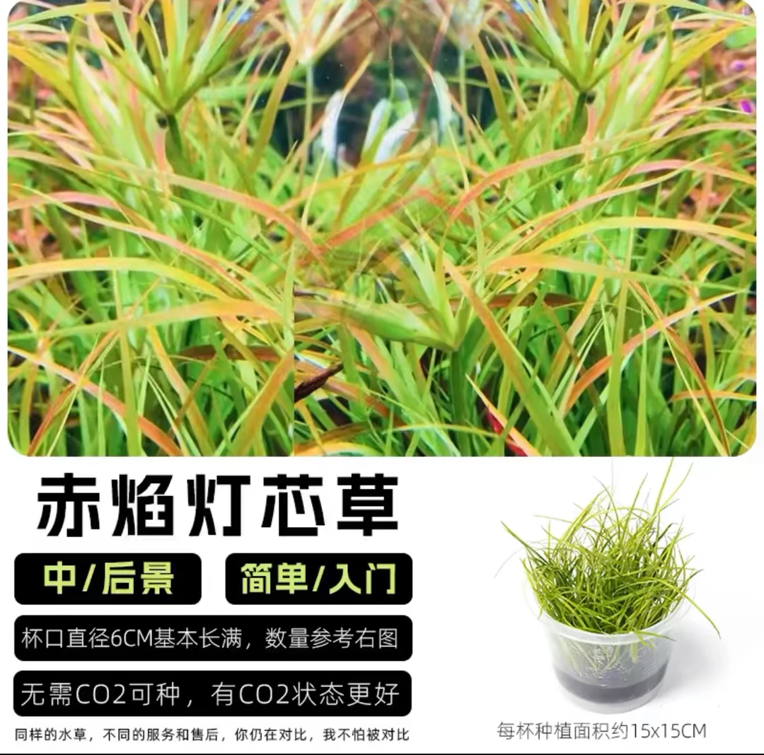 赤焰灯芯草活体水草鱼缸草缸造景中后景草红色水草稀有淡水植物