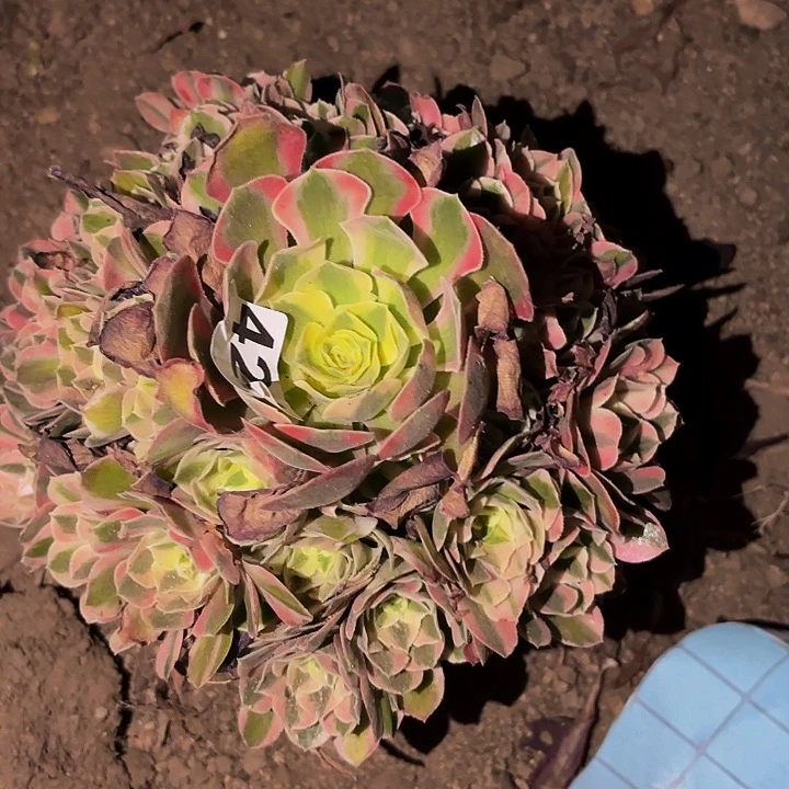 421妖月多肉植物不售后