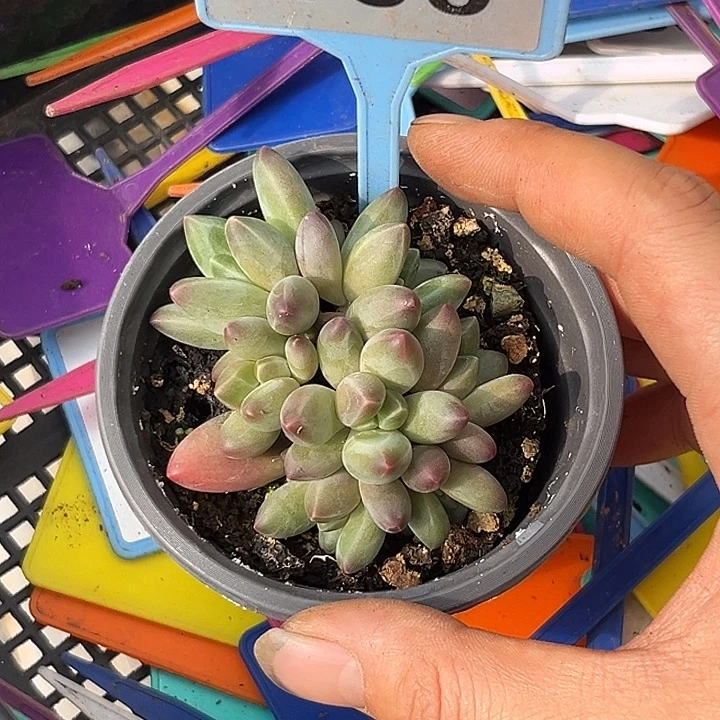 多肉植物乌拉尼亚100