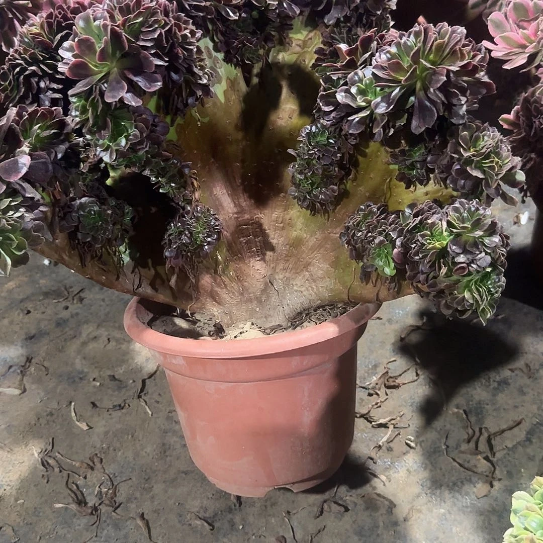 桃***艳欧嘉莉花了呃呃呃呃呃