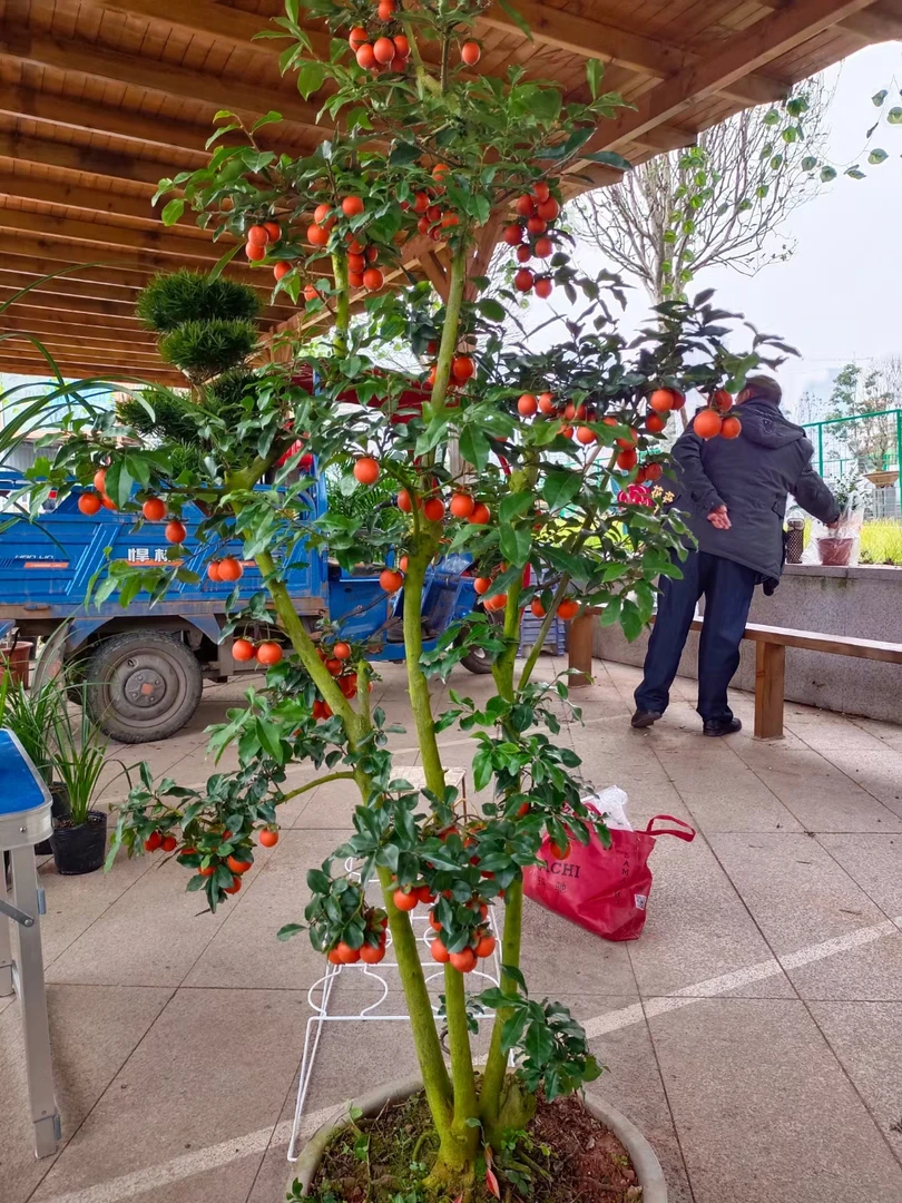 金弹子直播原生母树