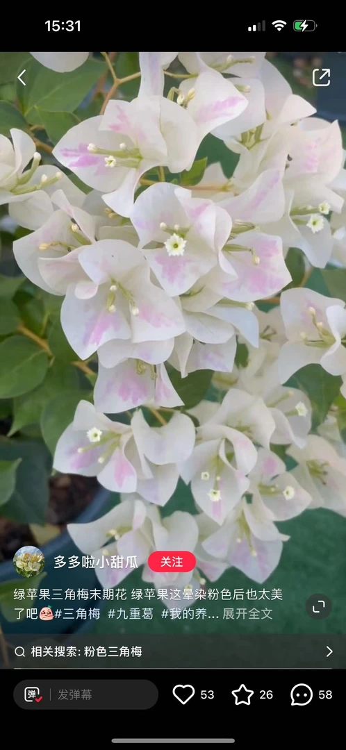 暗斑青苹果原生桩四季开花