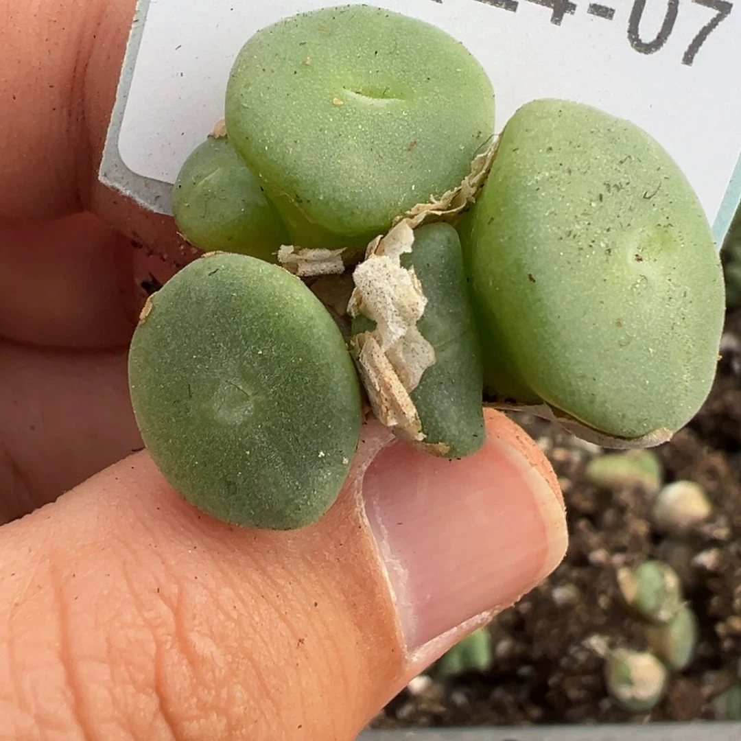 24-07肉锥多肉植物