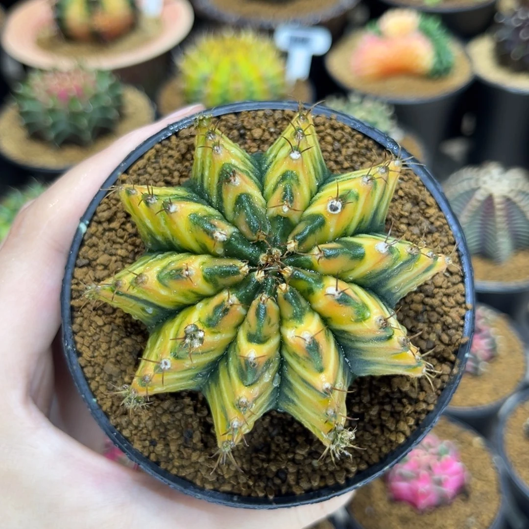 7.2cm泰系实生橘虎斑锦