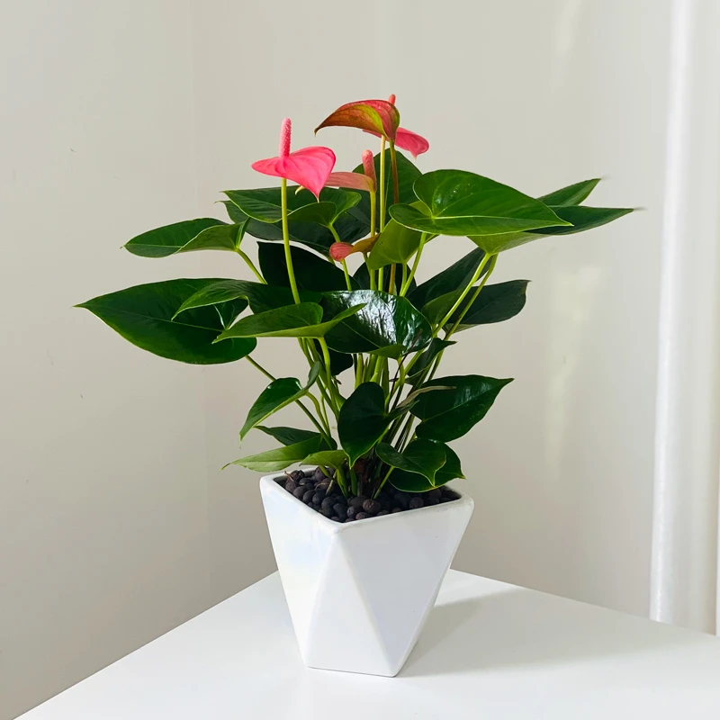 粉掌红掌盆栽室内四季开花水培植物好养绿植带花发货净化空气