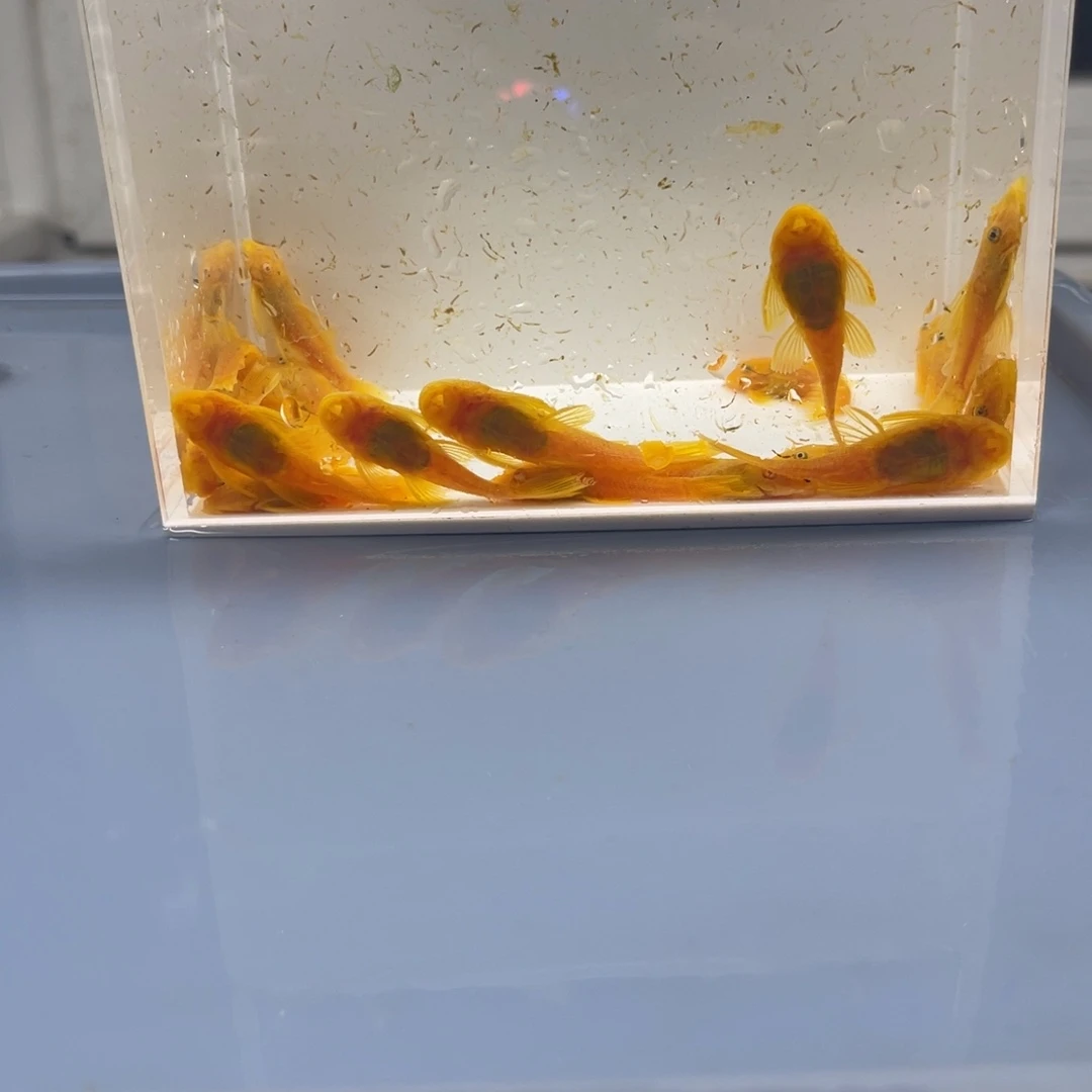 清道夫鱼大胡子20条开箱视频报损
