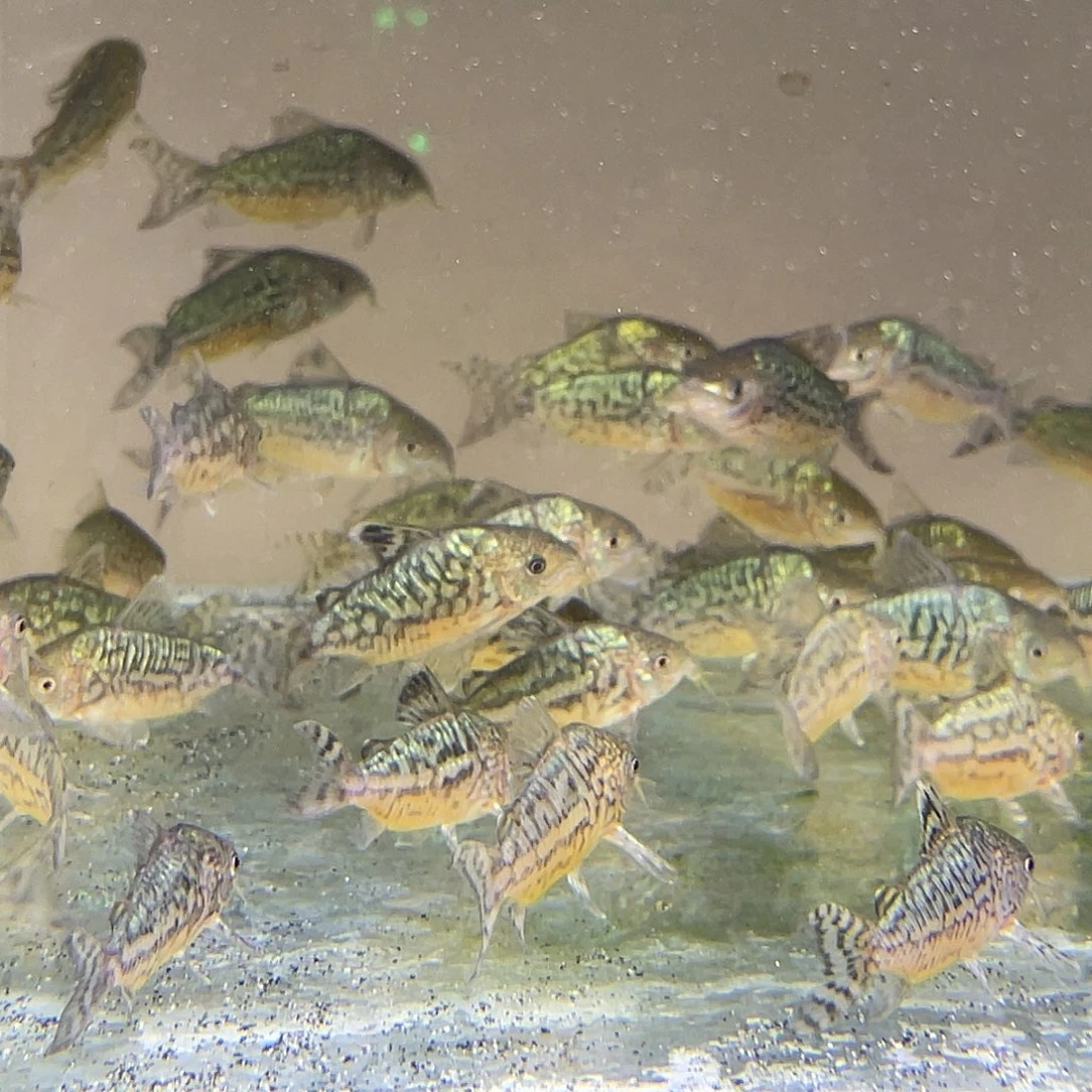 鼠鱼3只极品爆花葛依5-6cm 不包邮