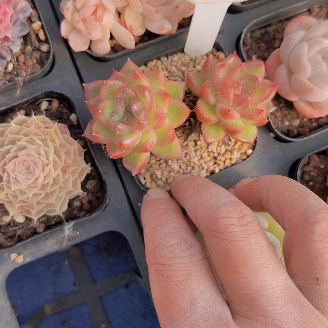 A168暗纹一物一拍