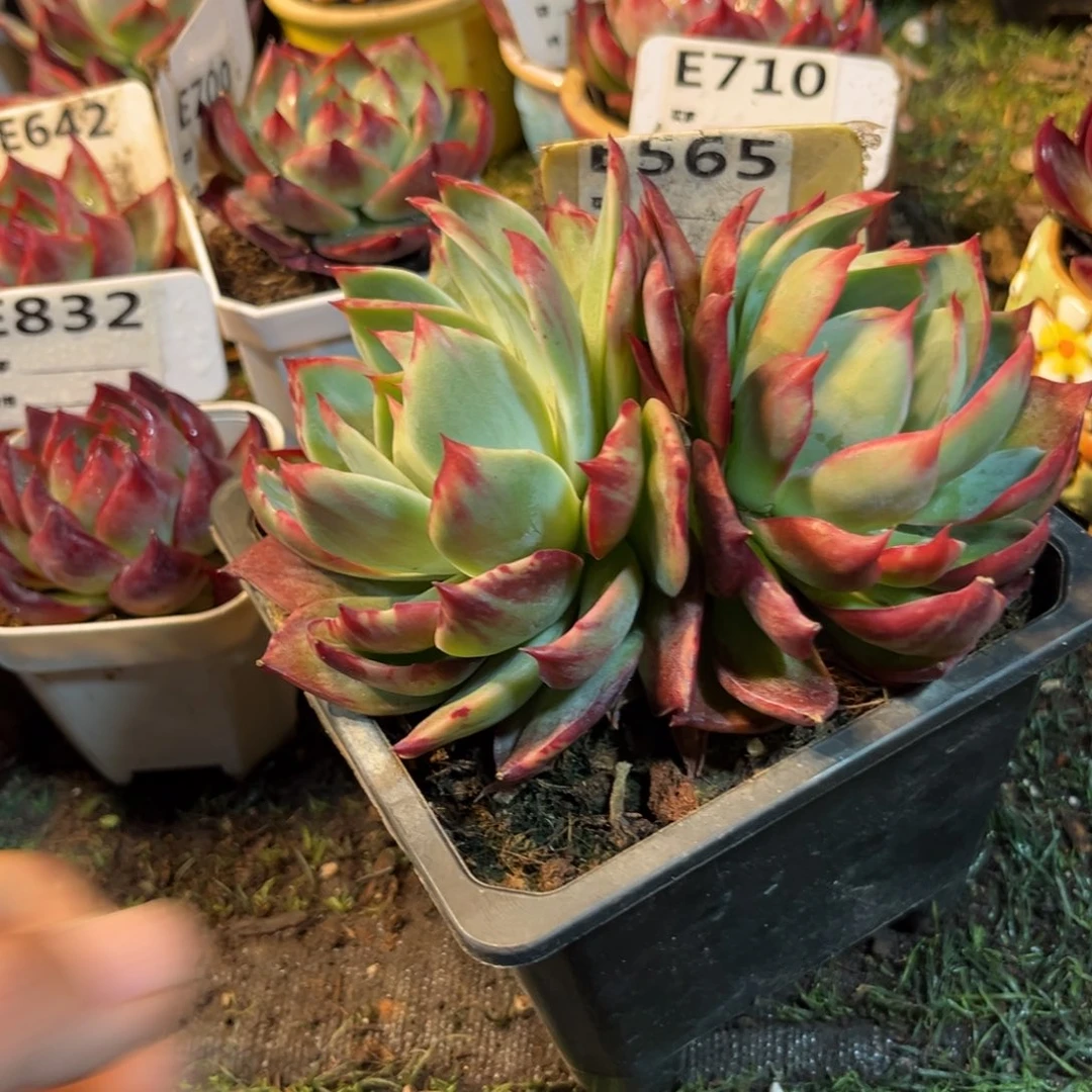 花****熊惊鸿一瞥565号多肉