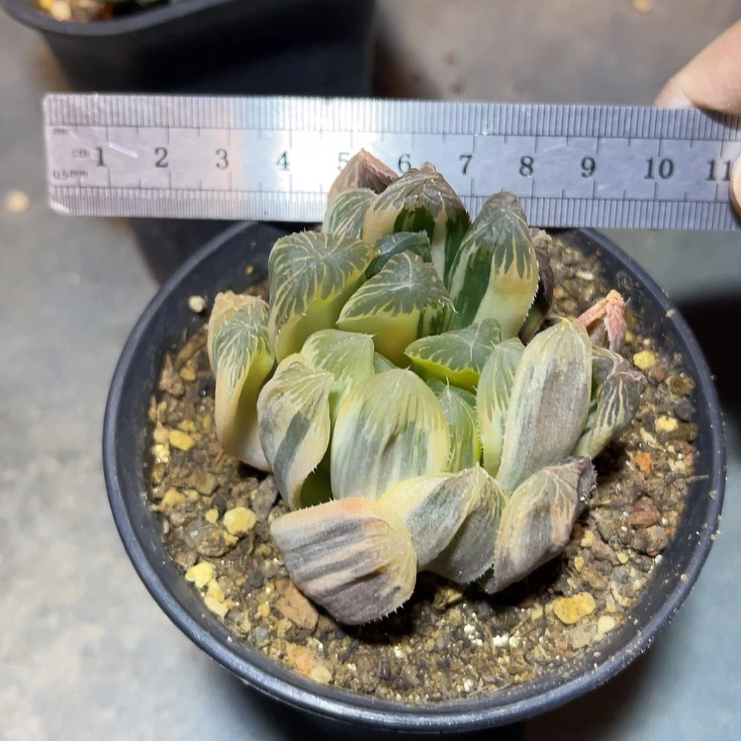 日系玉露拉丝锦一物一拍