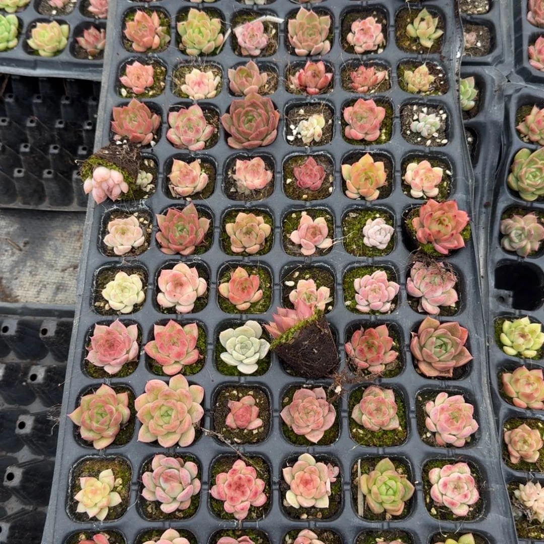 麦秆一盘量拍发货（未选育）4-29左五