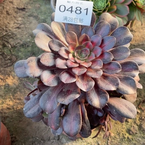 美杜莎中班的润的人0481