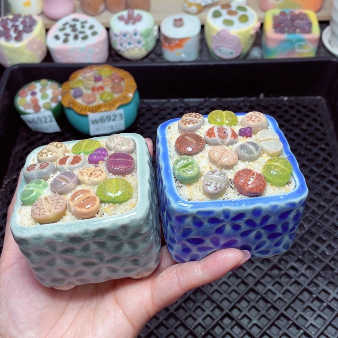 w6924 -零下地区拍保温箱-15支持寄养