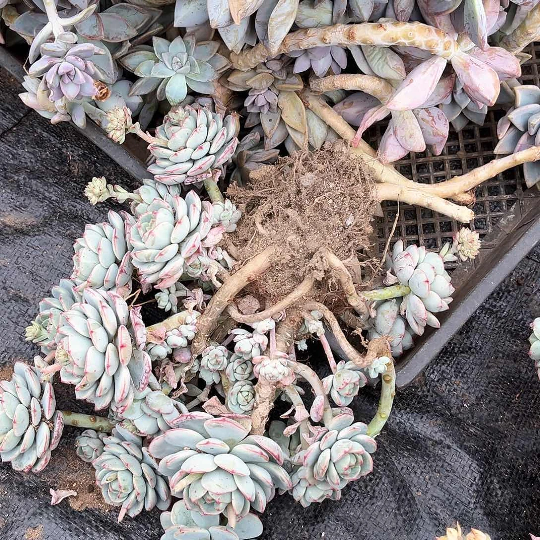 香草12.99多肉植物