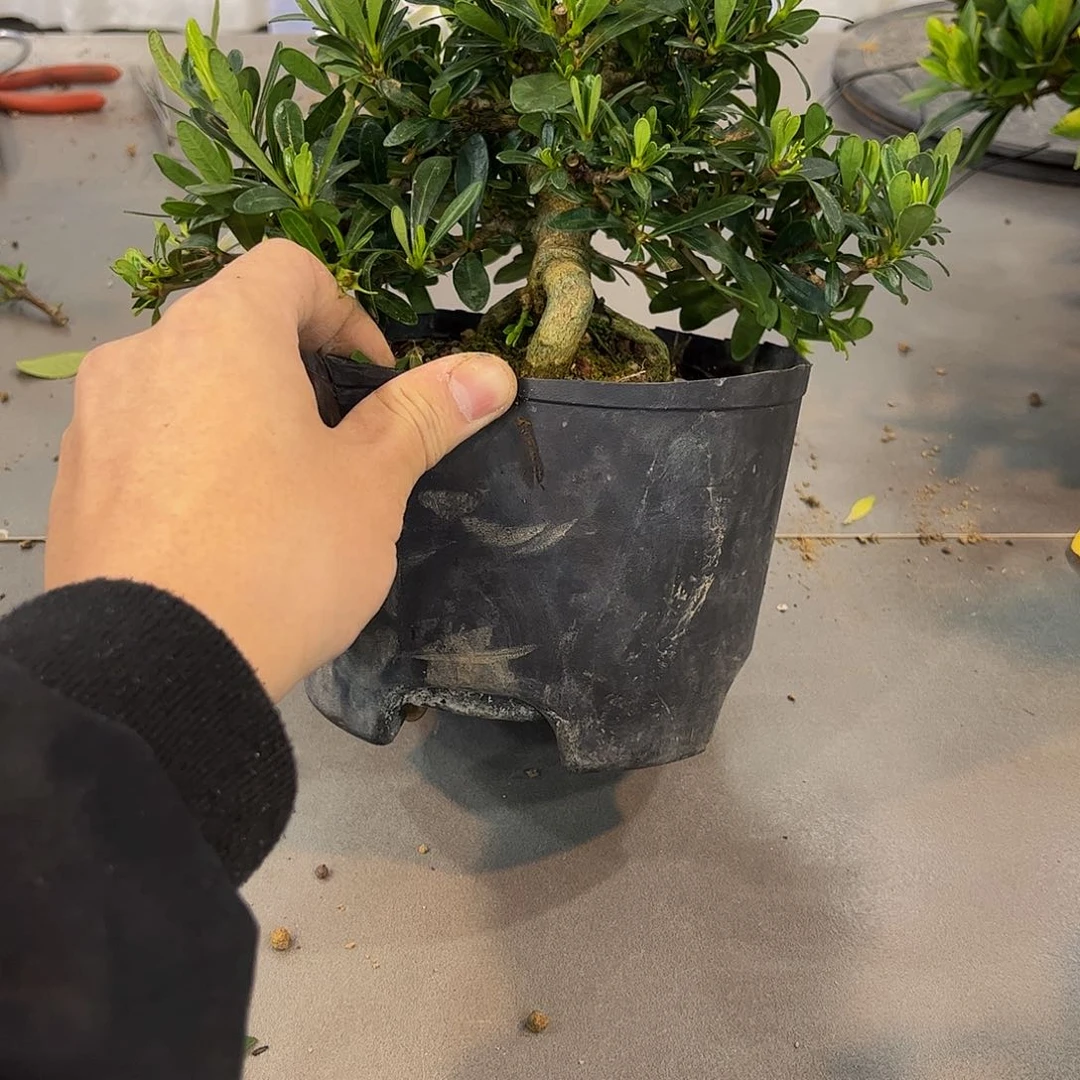 红陶～****?栀子花一物一拍