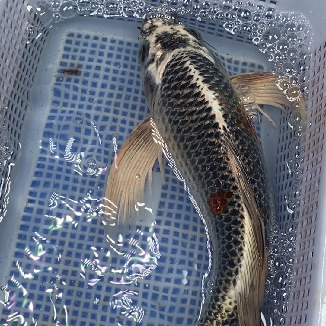 锦鲤冷水锦鲤包邮
