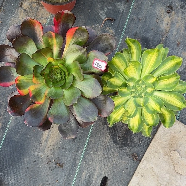 组合法师多肉130，