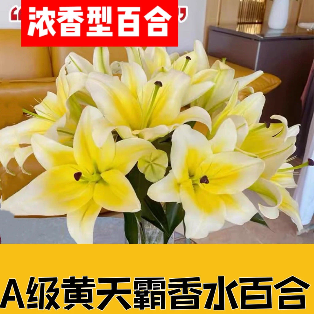 云南基地直发香味浓郁水养黄天霸香水百合花鲜花切花