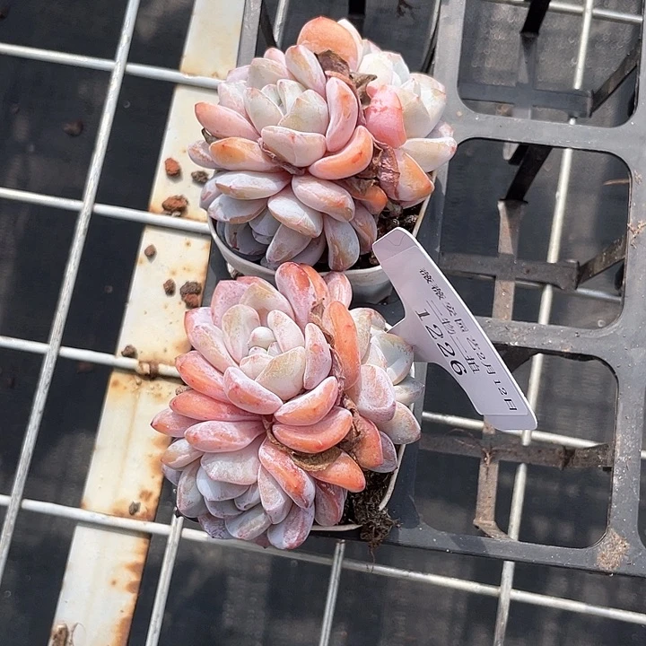 薇薇安园艺多肉1226