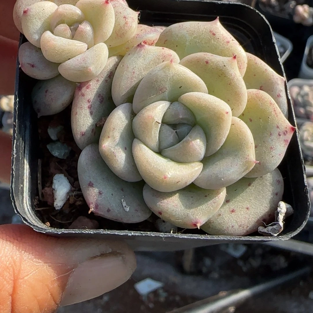 多肉小卡拉米糖心一物一拍