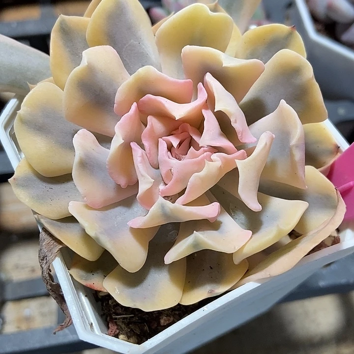 多肉植物利比利亚锦26