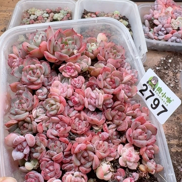 多肉植物多肉植物