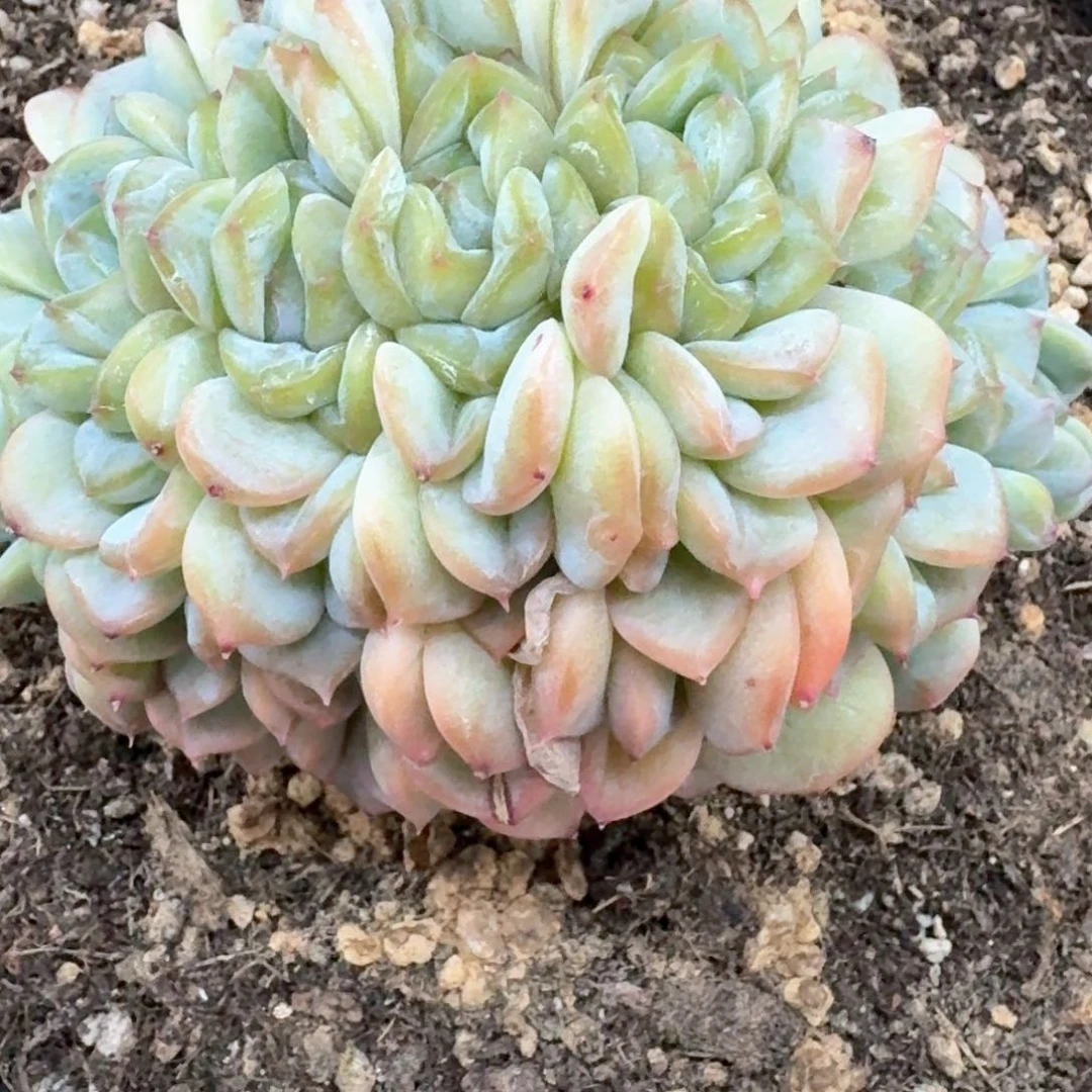 明****谁03.21冰魄缀化一个