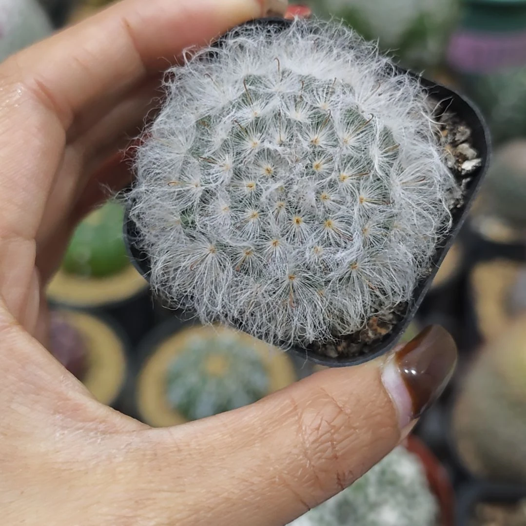 福利实生根粉花白云高砂