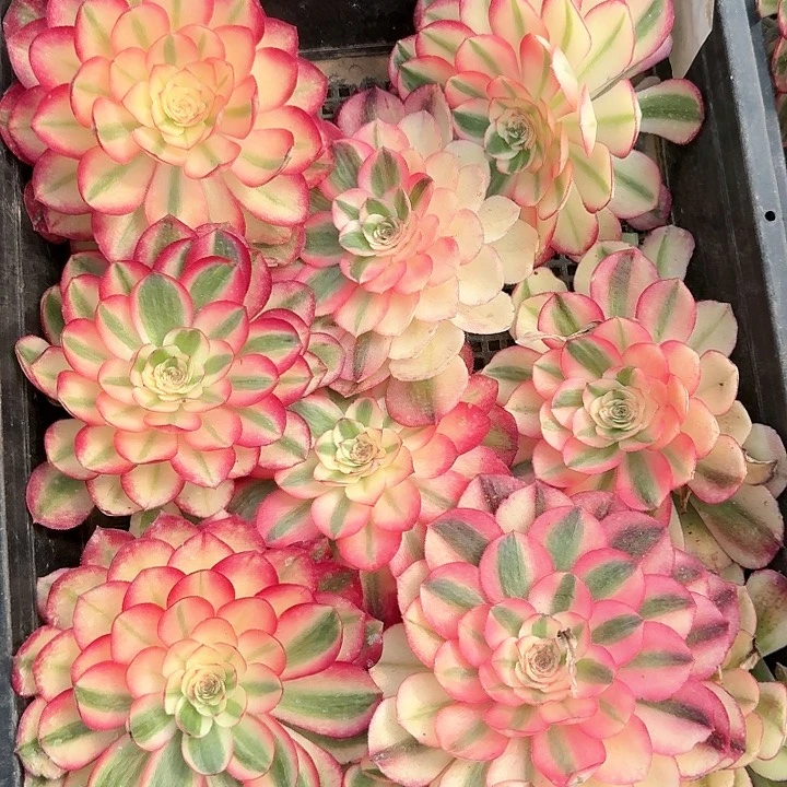 倾城砍头主头的10个