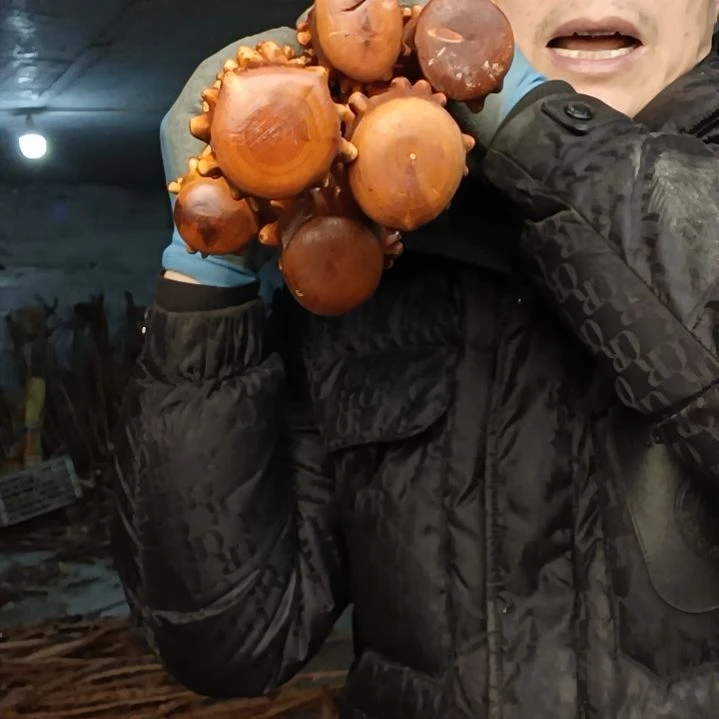 稳定木柏**屋贵州檬子木   铁马鞭   根艺  半成品