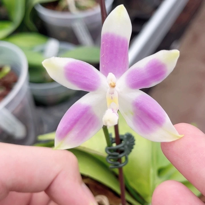 完全开放SWR雨点-662