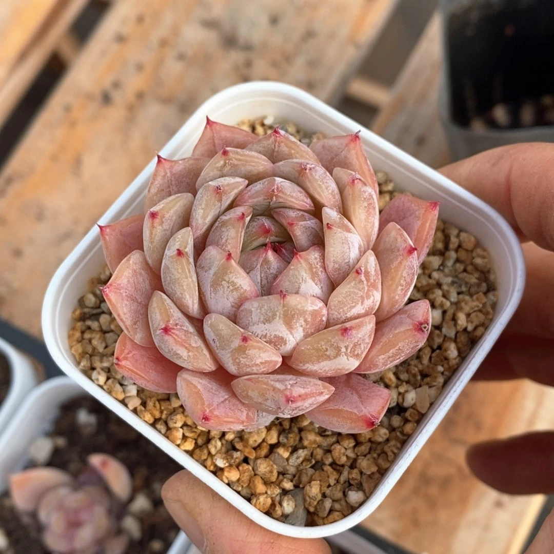 精品多肉一物一拍不包整121