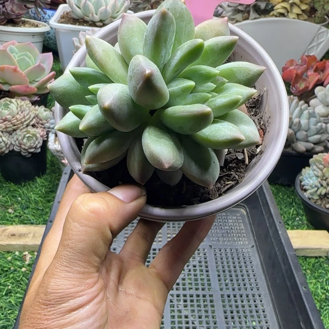 锦安精品多肉植物280