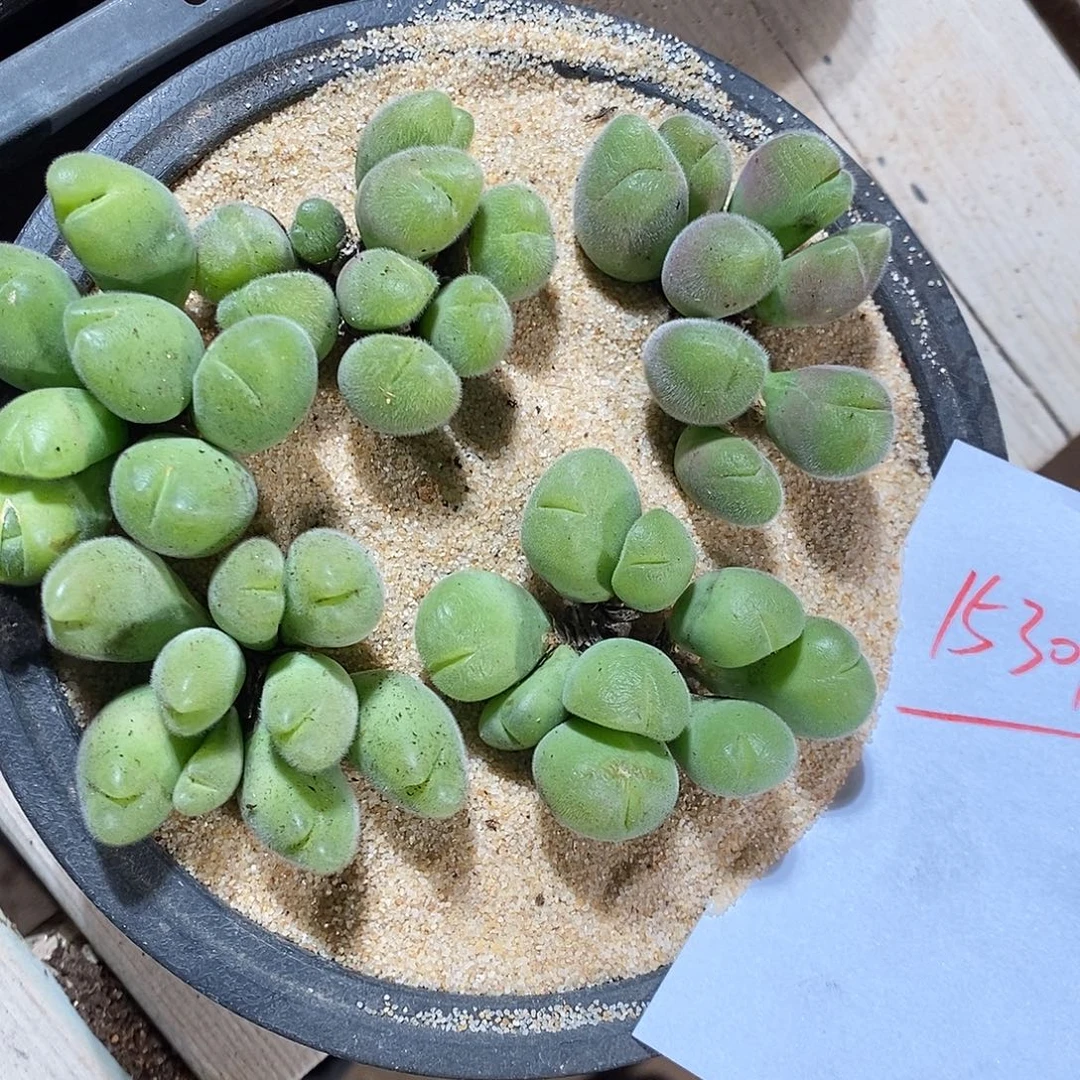 15301。 毛翠滴一大盆。