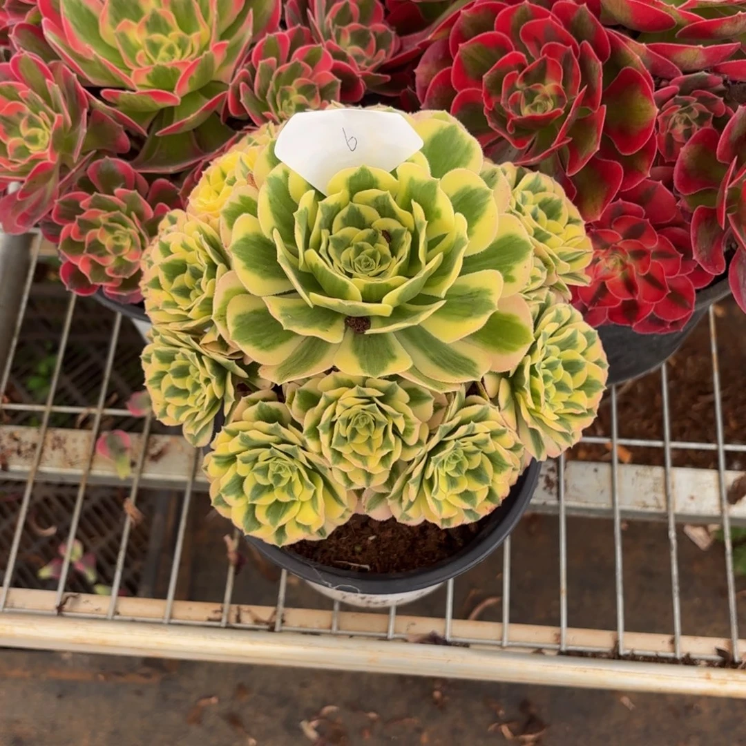 云南迈巴赫好看6号