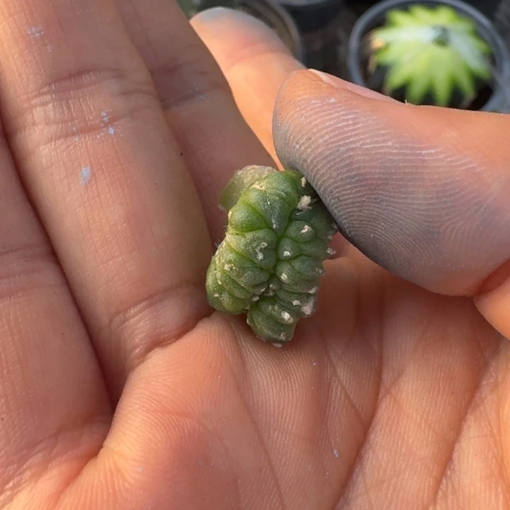 永*专拍仙人球仙人球