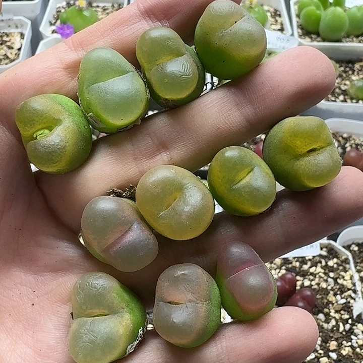 老马生石花彩毛1018