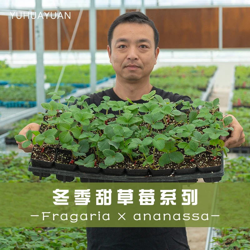 手艺人飞羽家庭阳台花园冬季甜草莓红颜章姬雪真红美玲