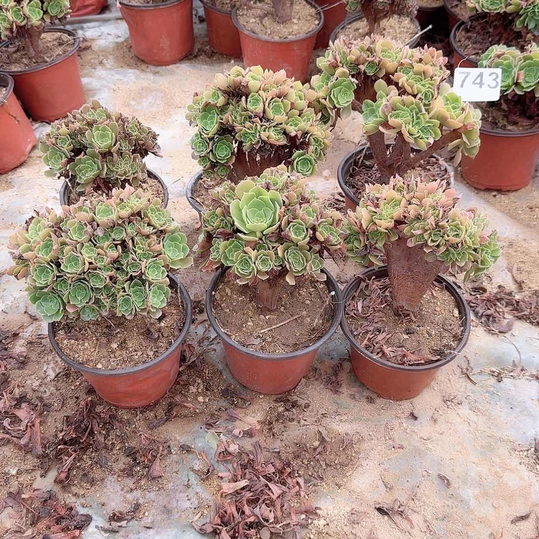 743火玫瑰朵朵共6颗微瑕