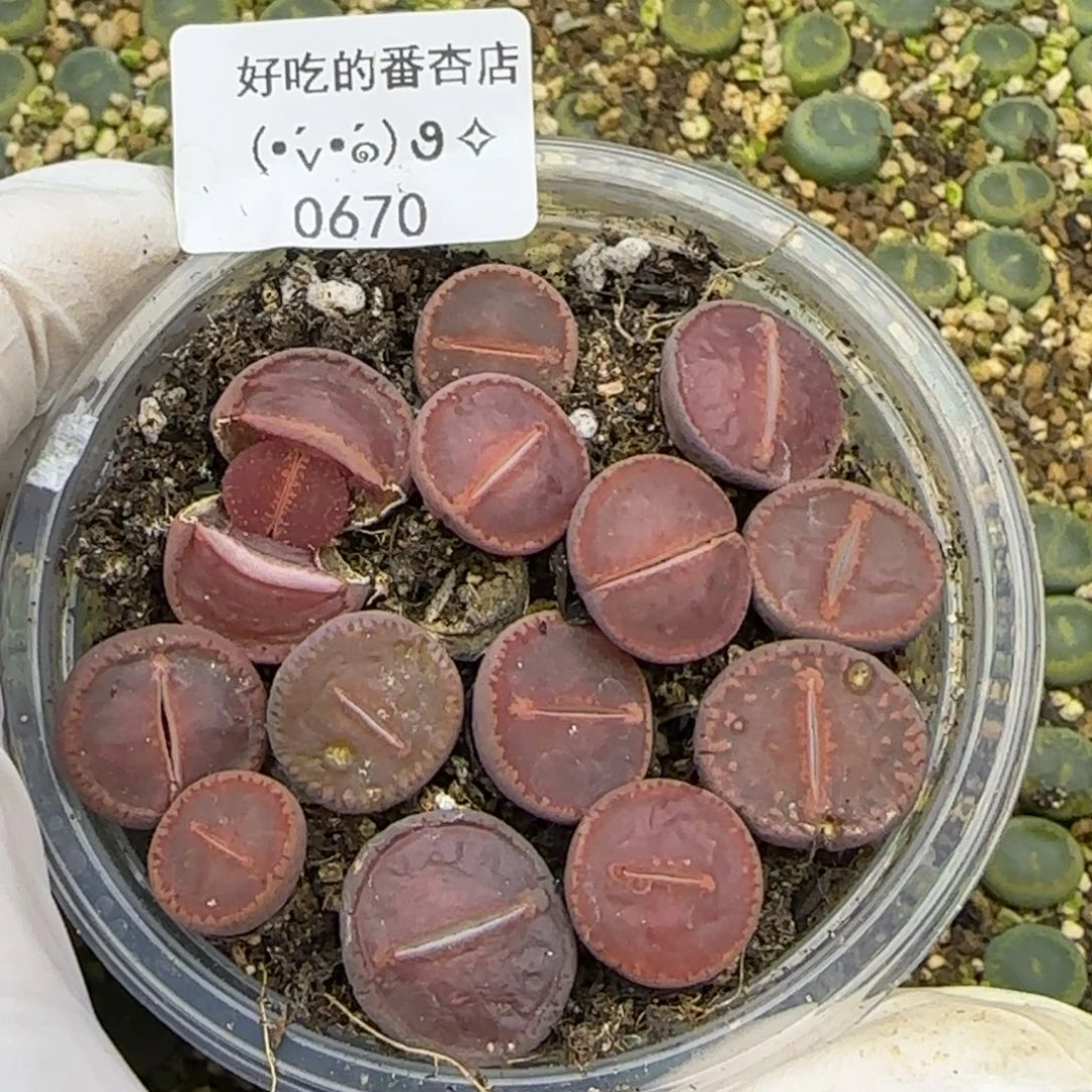 0670。默认脱土。18包邮。偏远88包邮