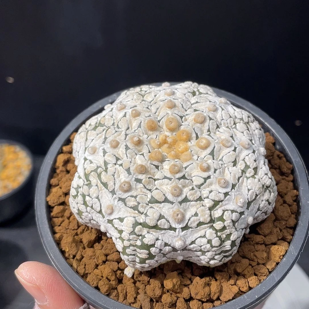 浓白海星兜7.6公分实生养定