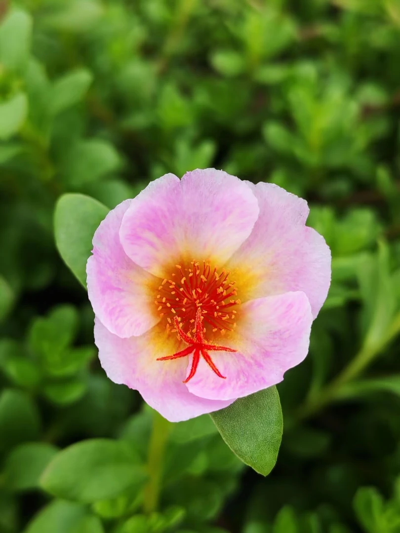 单瓣阔叶太阳花半枝莲开花机器盆栽耐热耐晒适合庭院阳台