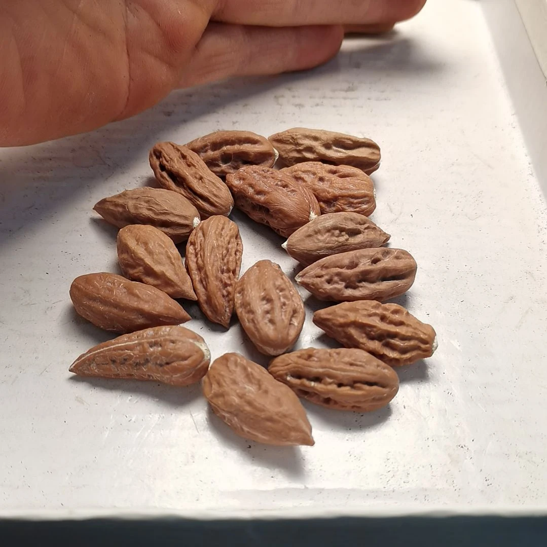 文玩核桃手串米****晚东北秋子异型籽15颗30