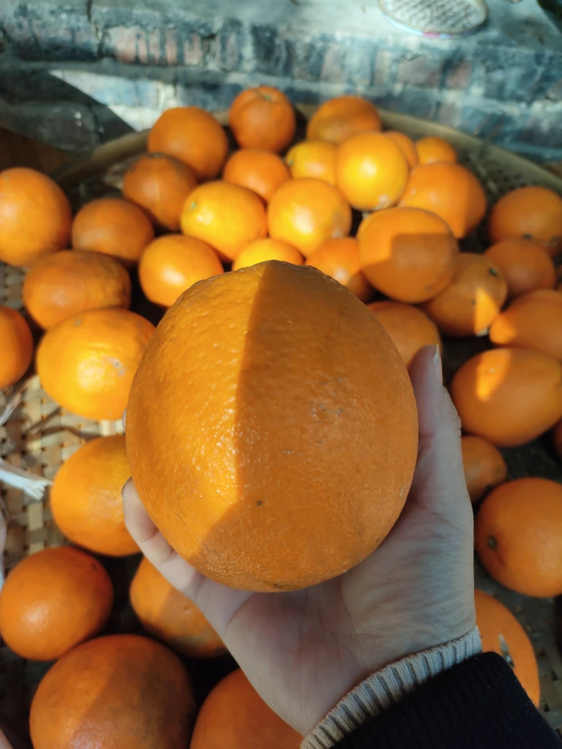 正宗脐橙鲜水果多汁甜美薄皮现摘小5斤包邮