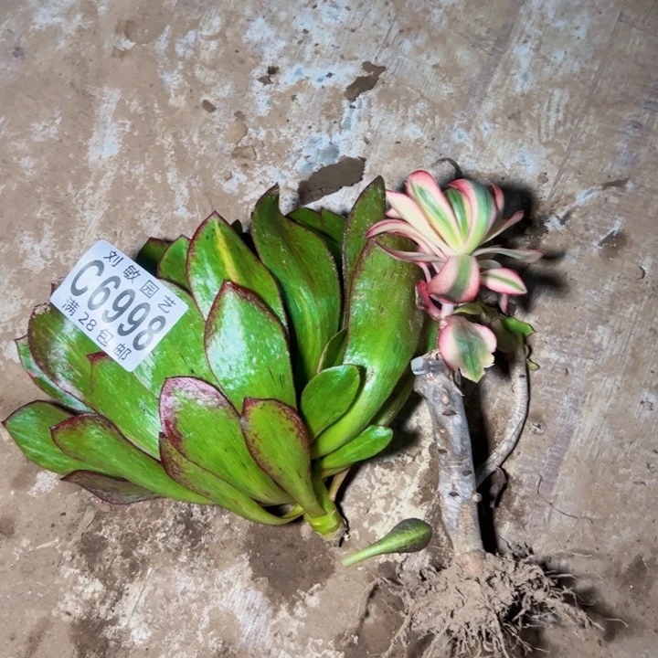 6998多肉植物法师组合