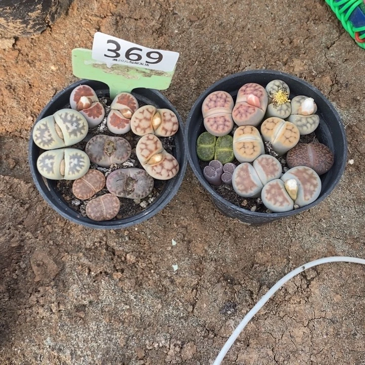 牵***婆生石花等植物的生长369