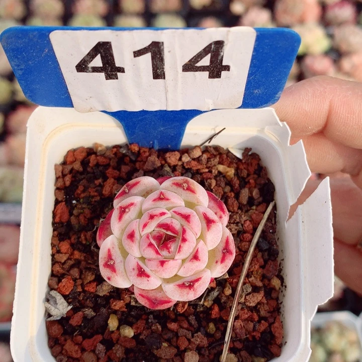 小桃红3.5vm多肉植物